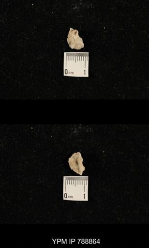 undet. Brachiopoda