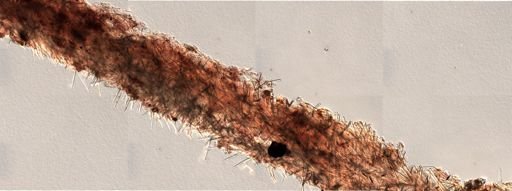 Prosuberites sp.