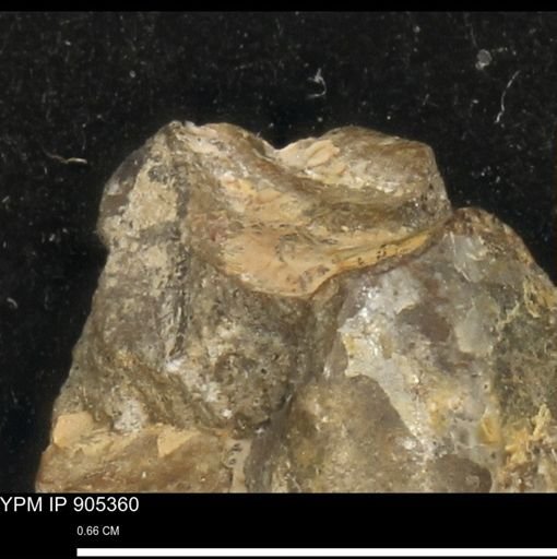 undet. Mollusca