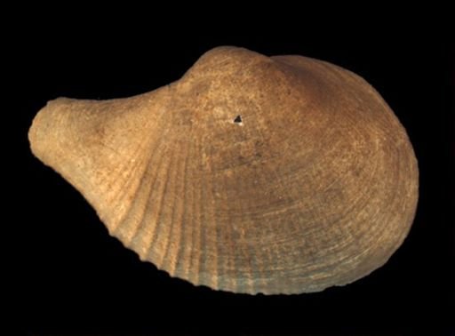 Bivalvia