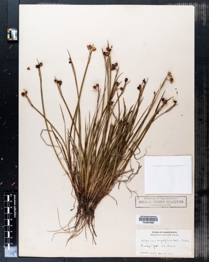 Sisyrinchium angustifolium