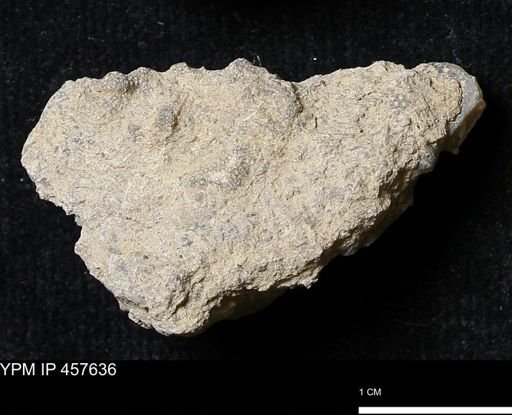 Helaspis sp.