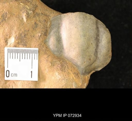 Olenoides marcoui?