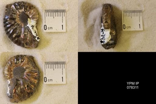 Jeletzkytes nebrascensis
