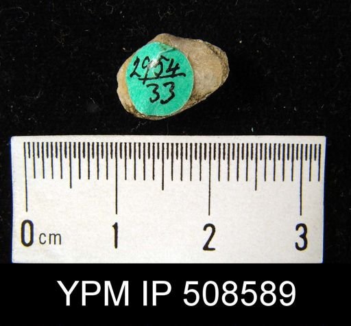 Dalmanella sp.