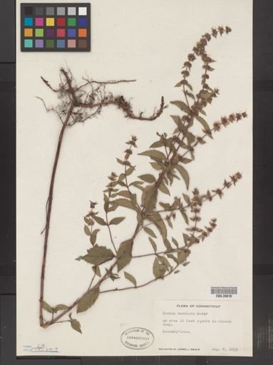 Plantae
