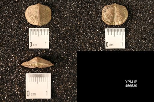Dalmanella testudinaria