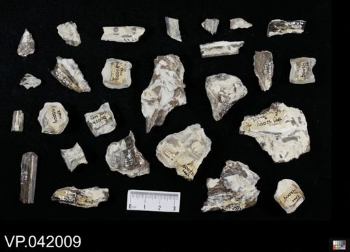 Stratodontidae