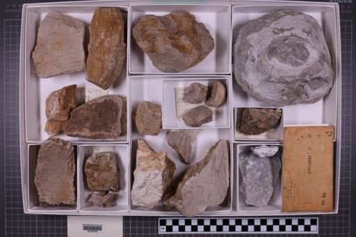 mixed taxa, stratigraphic collection