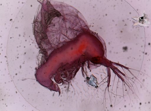 Cladocera