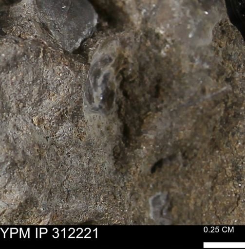 undet. Mollusca