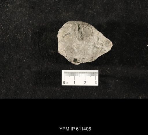 Glyptocrinus subglobosus