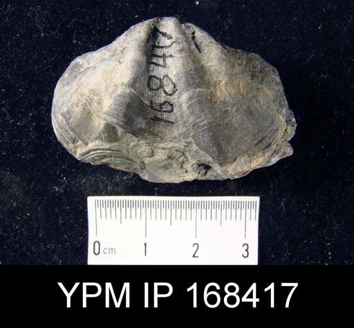 Macropleura sp.