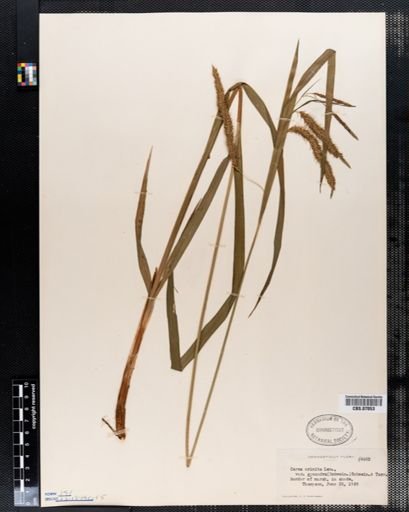 Carex crinita
