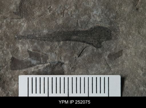 Cooksonia sp.