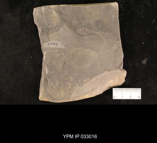 Mormolucoides articulatus
