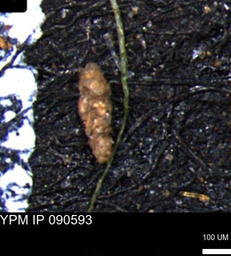 Verneuilinoides hectori