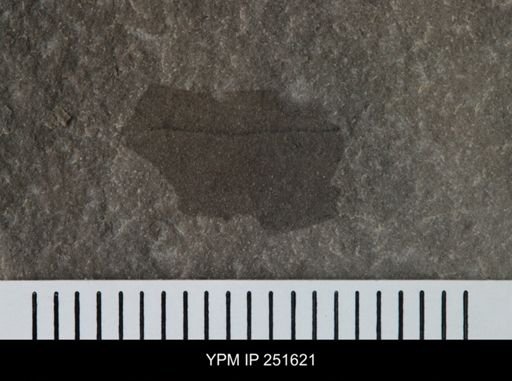 undet. Eurypterida