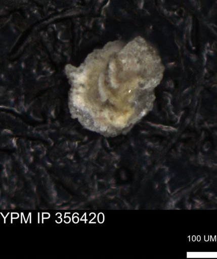 undet. Foraminiferida