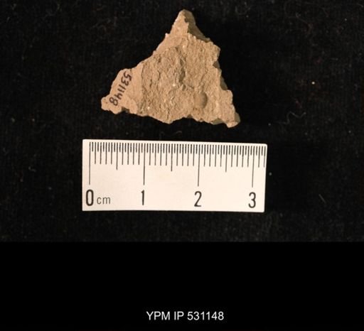 Ostracoda