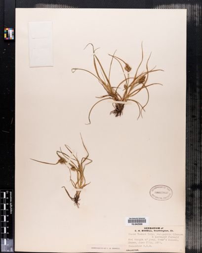 Carex viridula