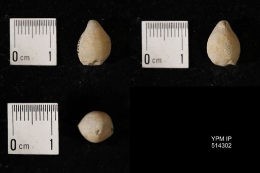 Dielasma breviplicatum