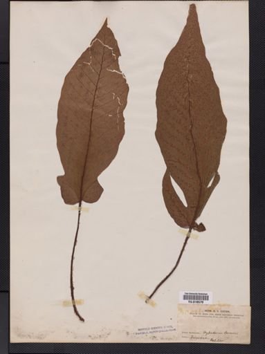 Hypoderris