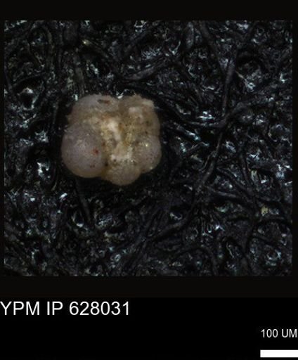 undet. Foraminiferida