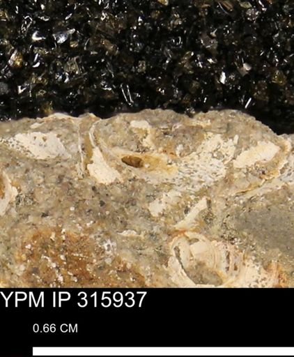 undet. Mollusca