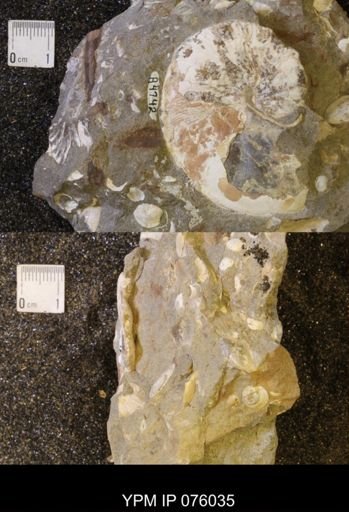 Hoploscaphites birkelundi