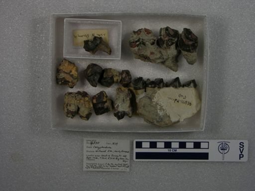 Coryphodon sp.