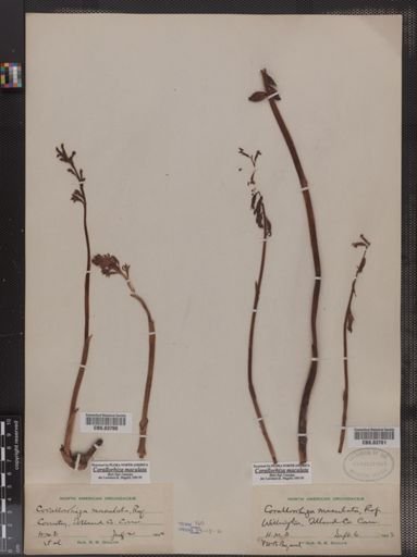 Corallorhiza maculata