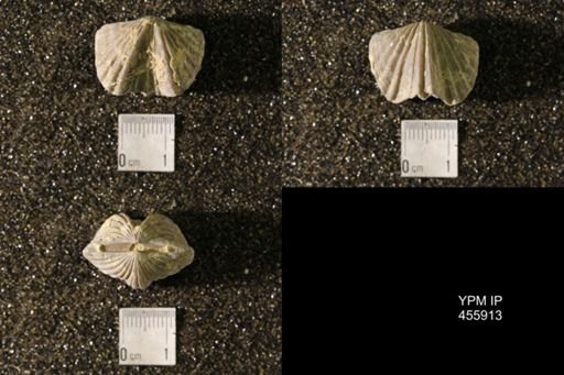Platystrophia laticosta