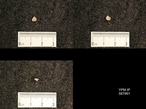 Zygospira modesta