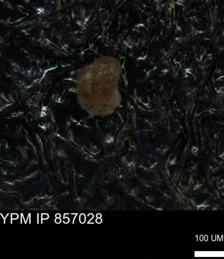 undet. Foraminiferida