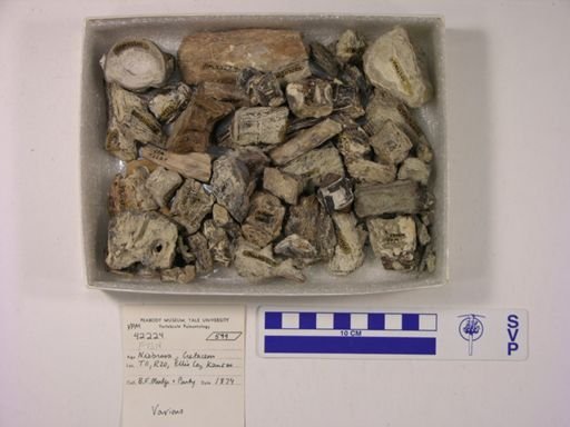 undet. Actinopterygii