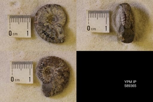 undet. Scaphitidae