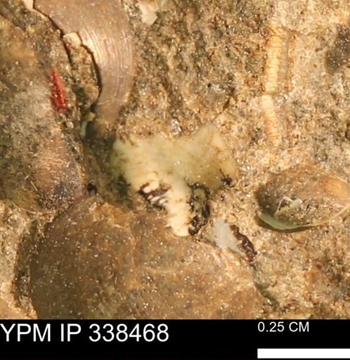 Protocardia subquadrata