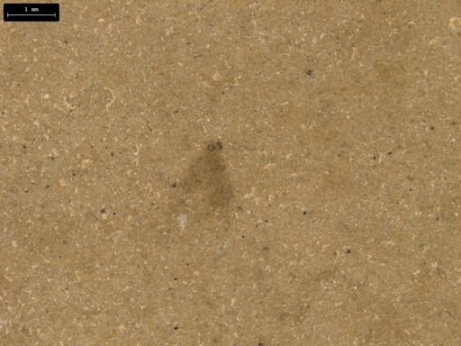 taxon undetermined