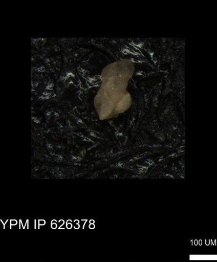 undet. Foraminiferida