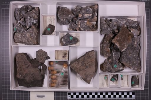 mixed taxa, stratigraphic collection