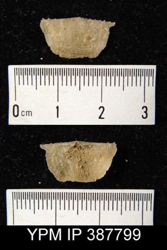 Dyoros sp.
