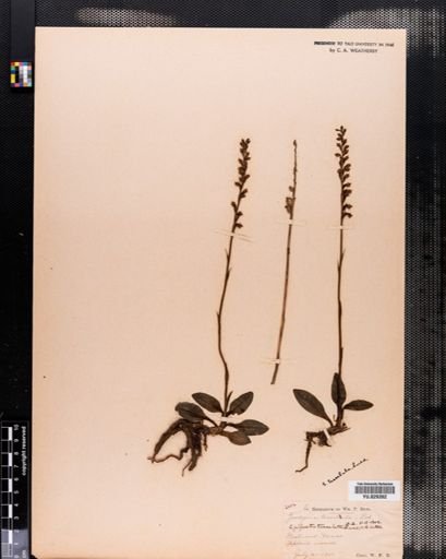 Plantae