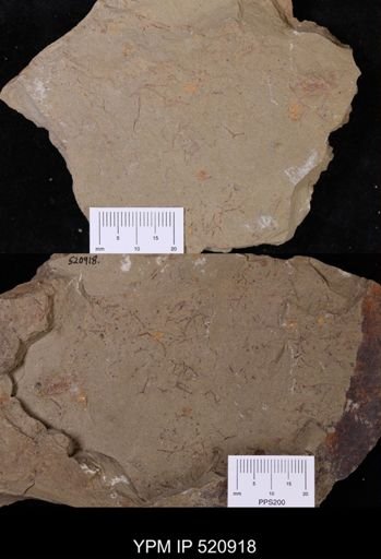 undet. Graptolithina