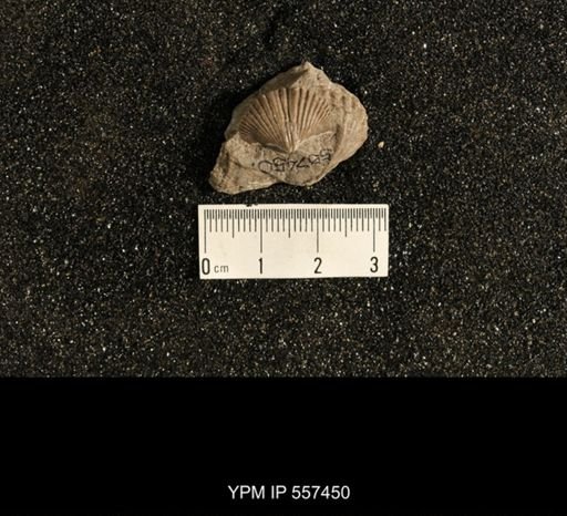 Spiriferina kentuckyensis