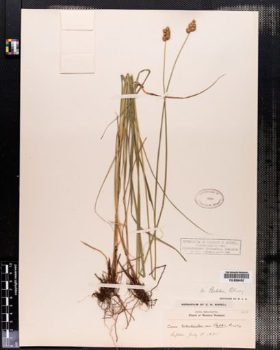 Carex bebbii