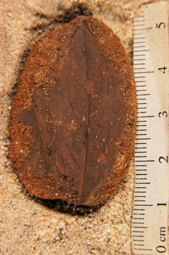 Angiospermopsida