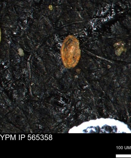Spirolocammina planula