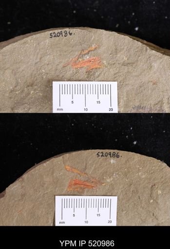 undet. Arthropoda