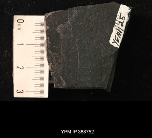 undet. Belostomatidae